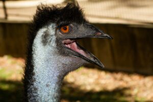Aggressive Emu Meets Its Match When It Tries Picking a Fight With a Sheep Picture