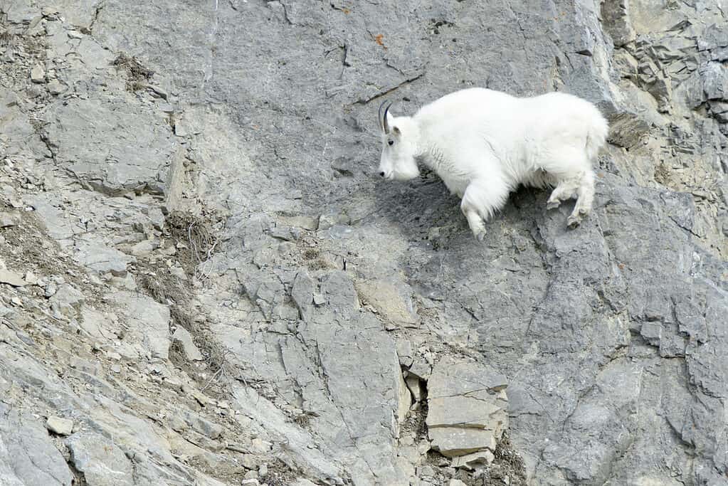 Rocky Mountain Goat