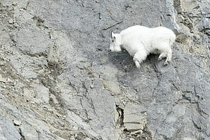 Watch These Mountain Goats Prove Their Climbing Expertise and Escape a Massive Brown Bear photo