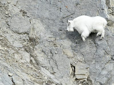 A Watch These Mountain Goats Prove Their Climbing Expertise and Escape a Massive Brown Bear
