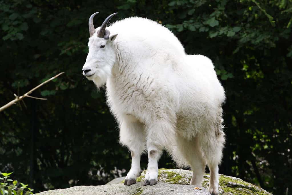 Rocky Mountain Goat