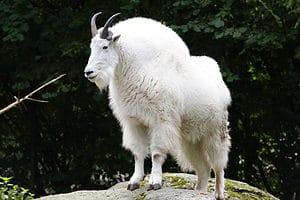 Attention Pet Owners: Beware of These Dangerous Mountain Goats, Officials Say Picture