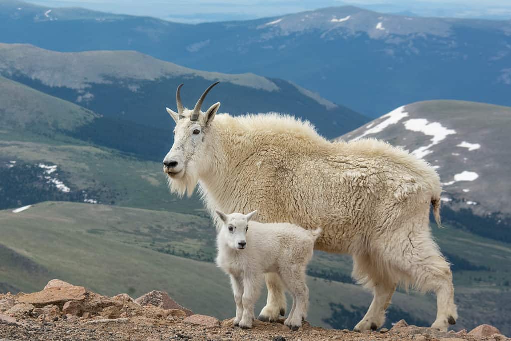 Female,Mountain,Goat,And,A,Kid,Posing,In,Front,Of