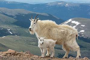 Discover The Largest Rocky Mountain Goat Ever Caught in Montana Picture