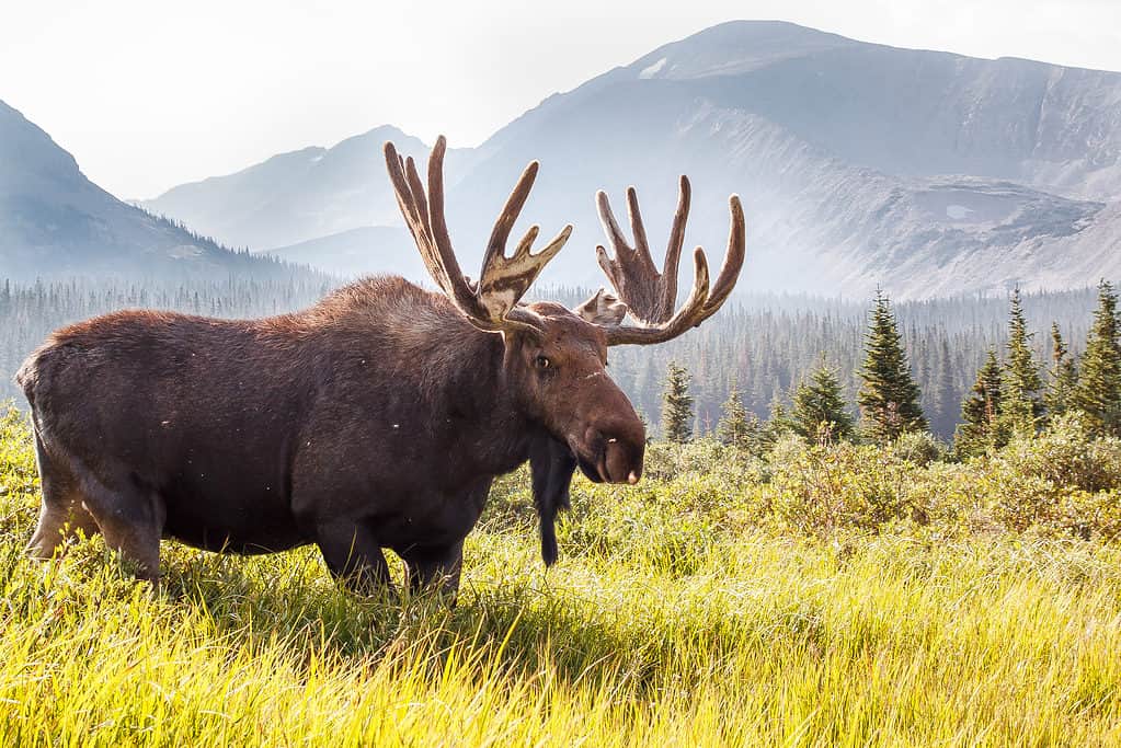 A large rocky mountain moose.