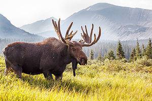 Moose in Colorado: Types and Where They Roam Picture