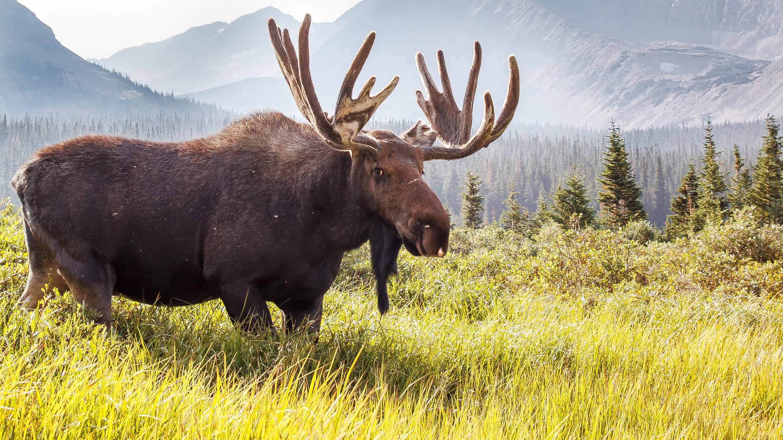 Rocky Mountain Moose