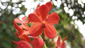 3 Types Of Red Orchids Picture