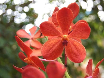 A 3 Types Of Red Orchids
