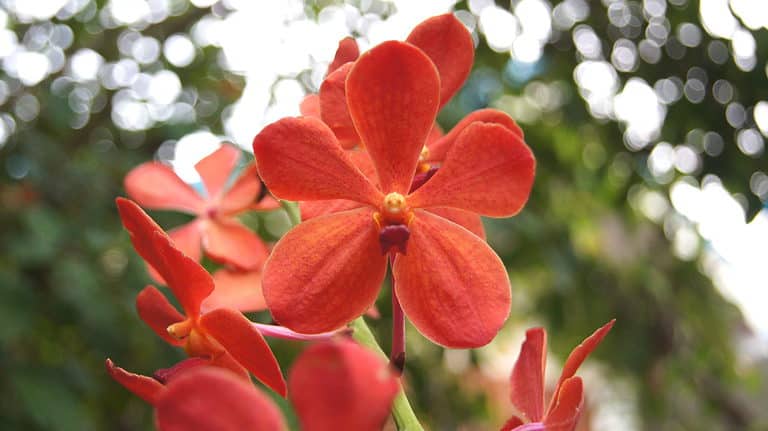 Mokara ruby red