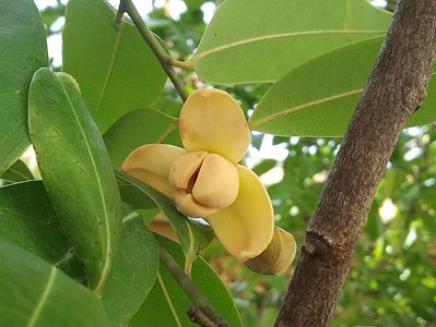 A Discover the National Flower of Cambodia: Rumduol