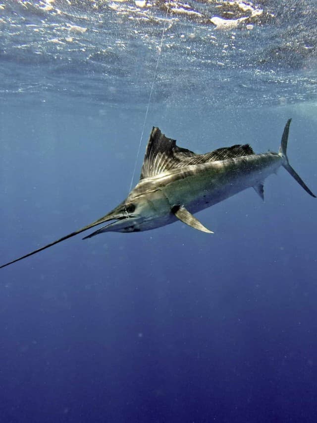 Sailfish Shocks Fisherman with Easiest Catch Ever and Leaps into Boat ...