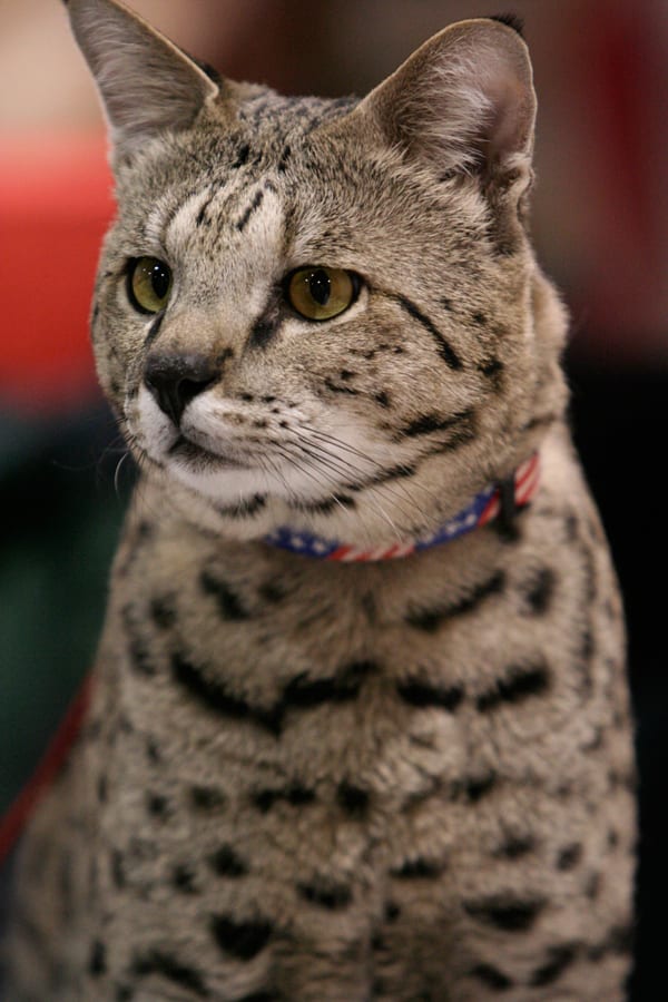 f1 savannah cat