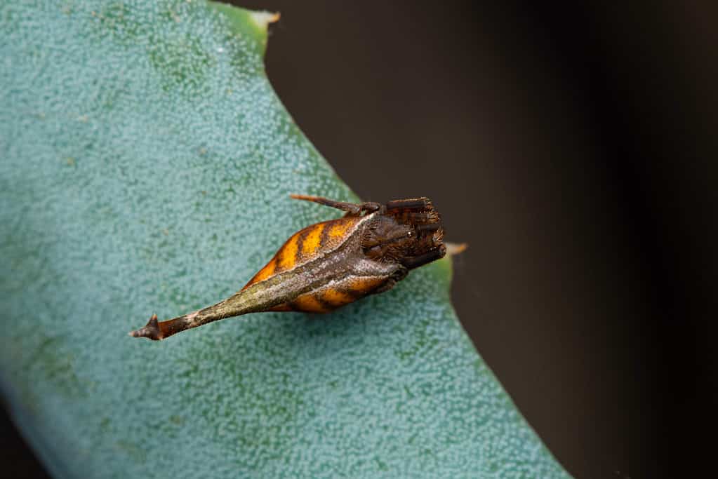 Scorpion tailed spider