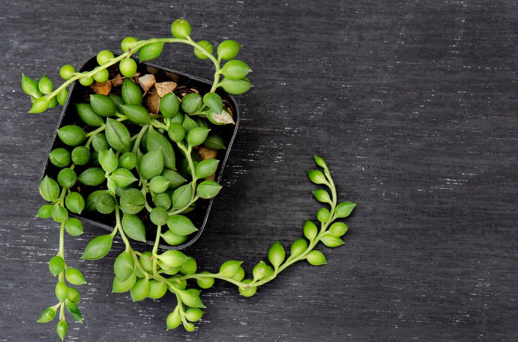 Senecio Herreianus