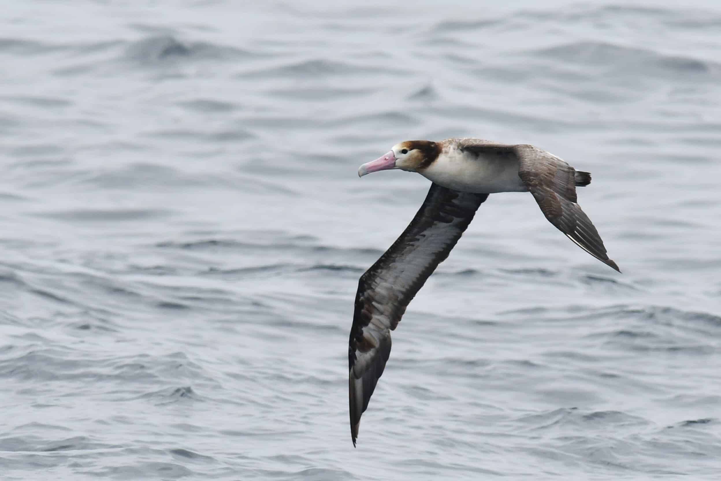 Short-tailed Albatross