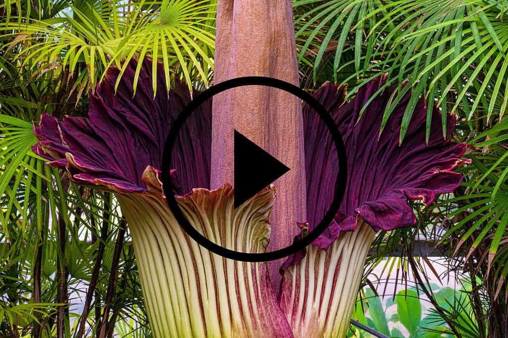 Titan arum, known as the 'corpse flower'