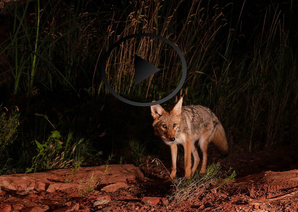 A small coyote looks towards the camera as it searches for food late at night