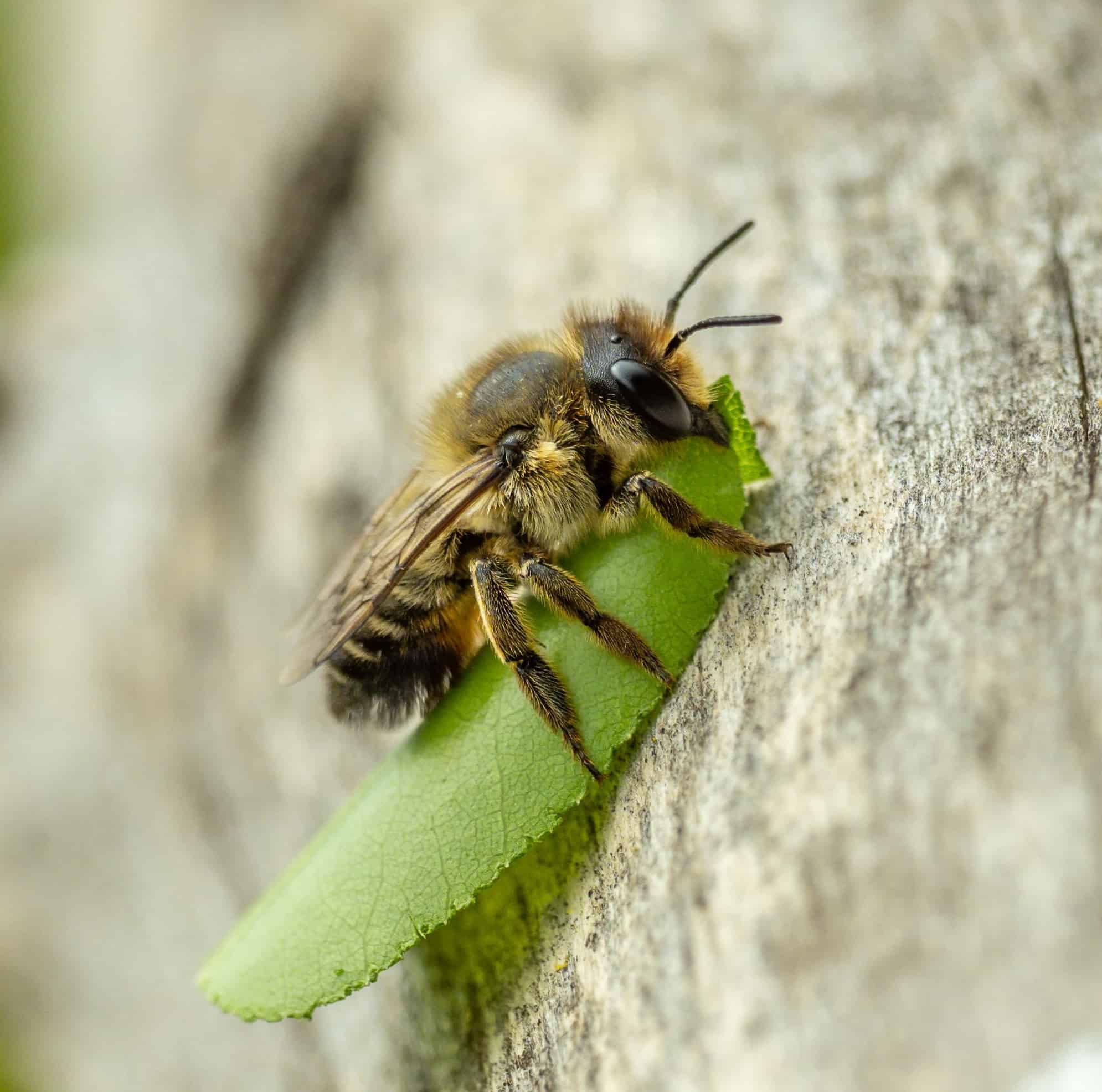 A macro shot of a leafcutter bee (Megachile species) seen carrying a leaf back to its nest in July.