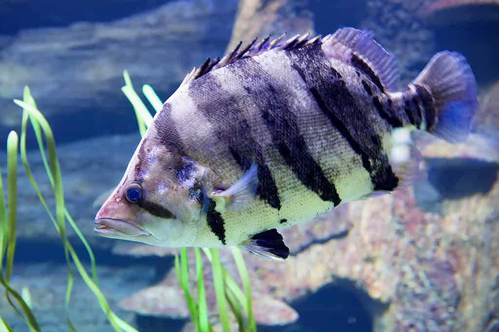 Siamese tigerfish