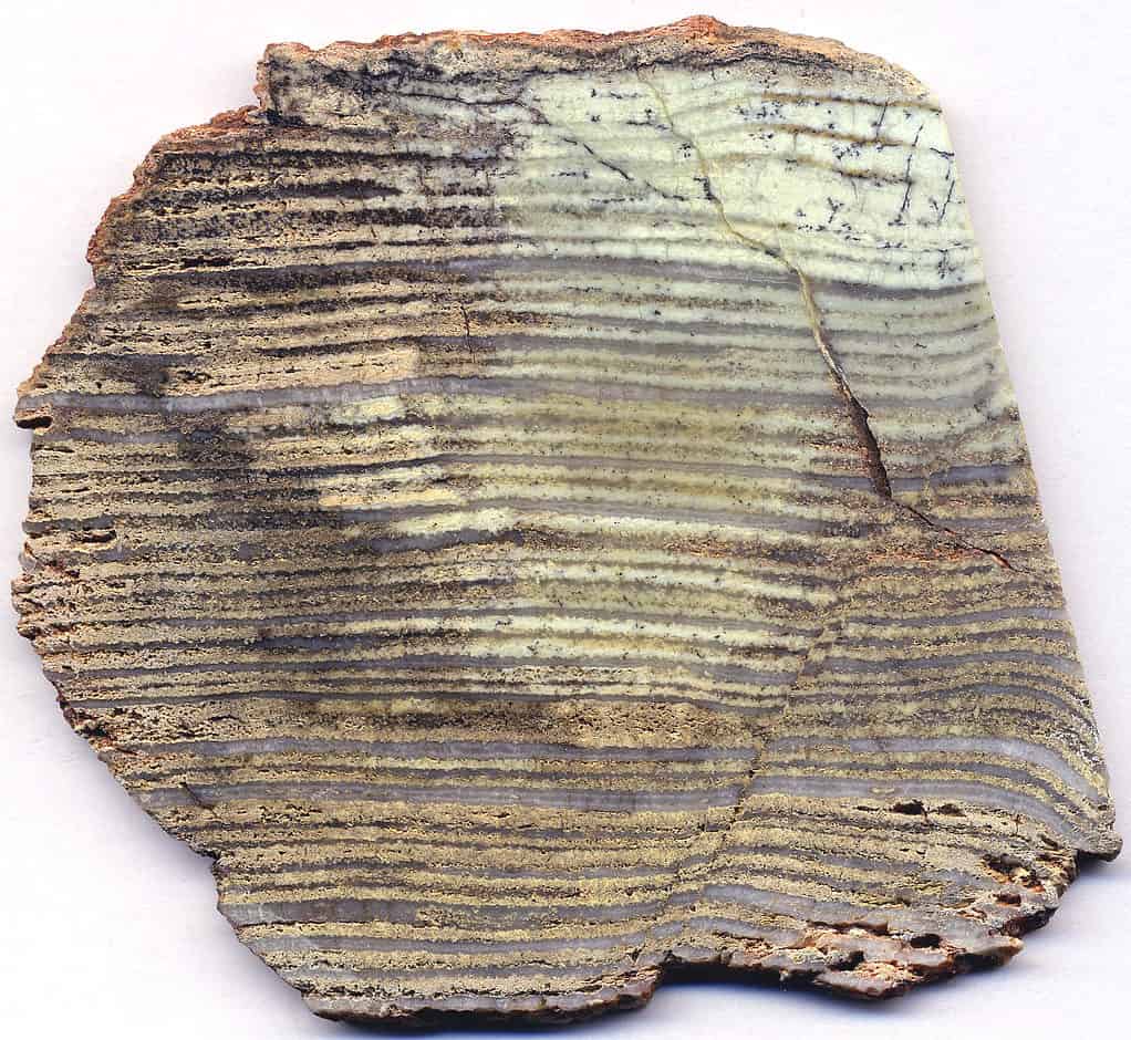 Stromatolite from the Paleoarchean of Western Australia.