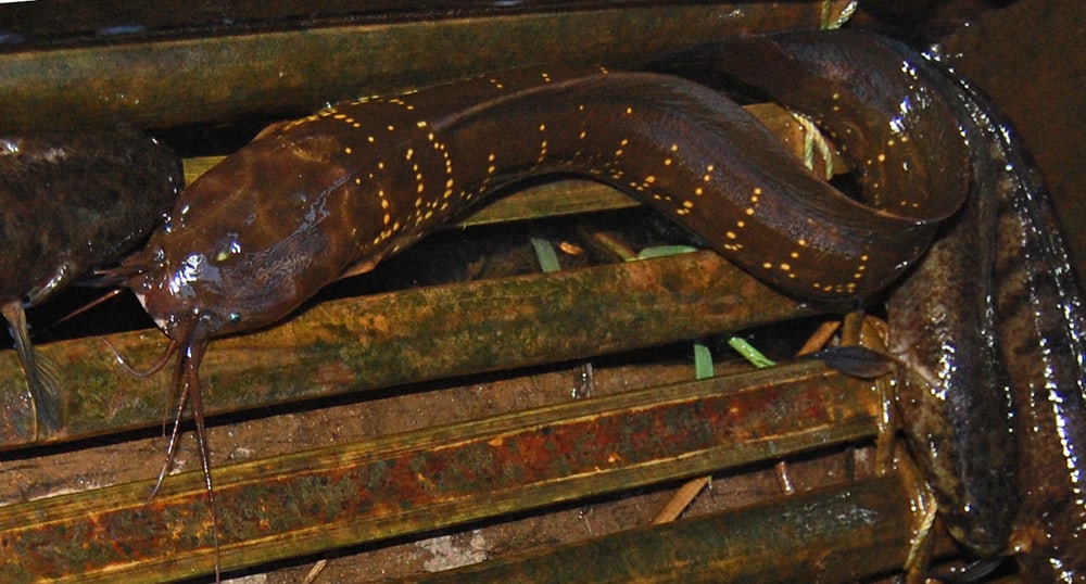 Slender Walking Catfish