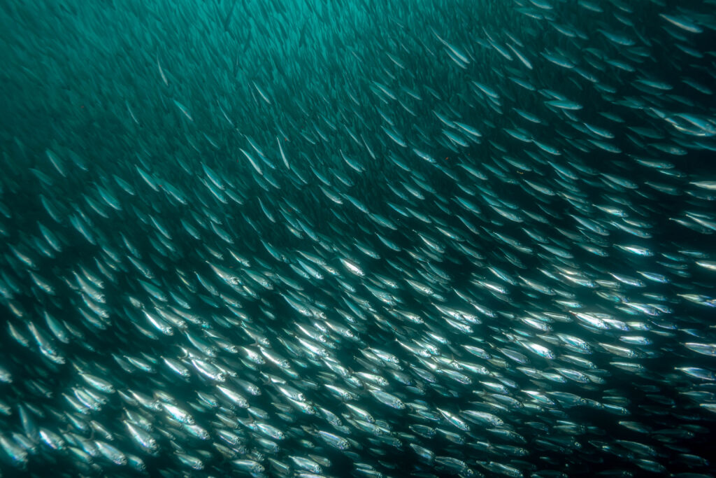 Small Silvery Fish