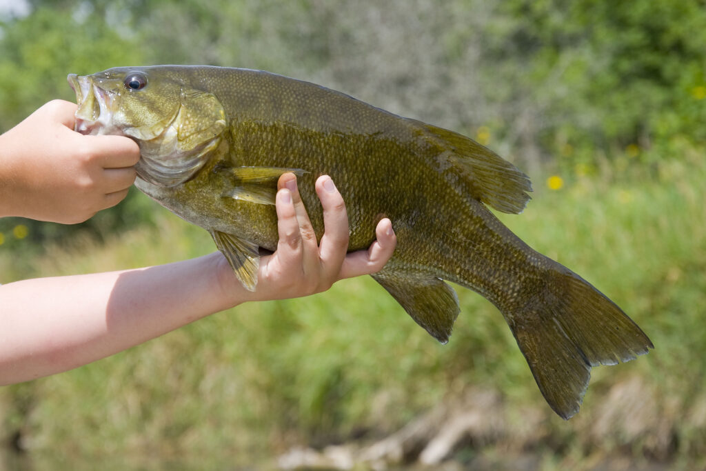 Smallmouth bass can be found in Lake George