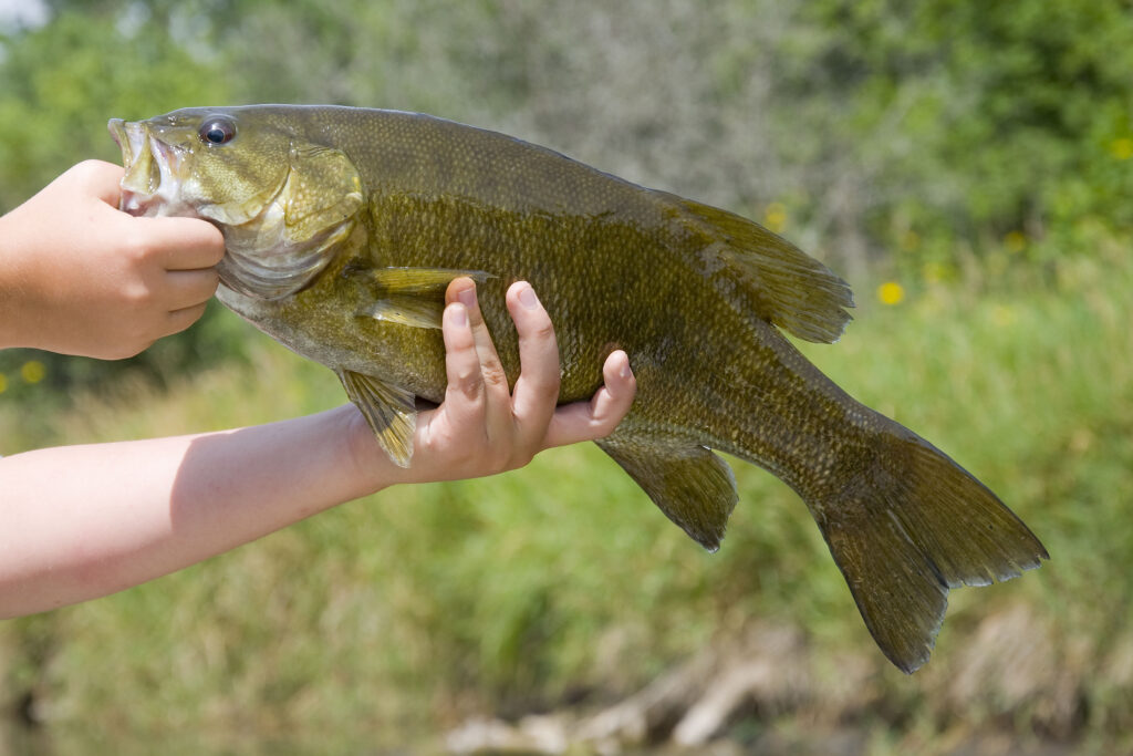 Smallmouth Bass  Missouri Department of Conservation