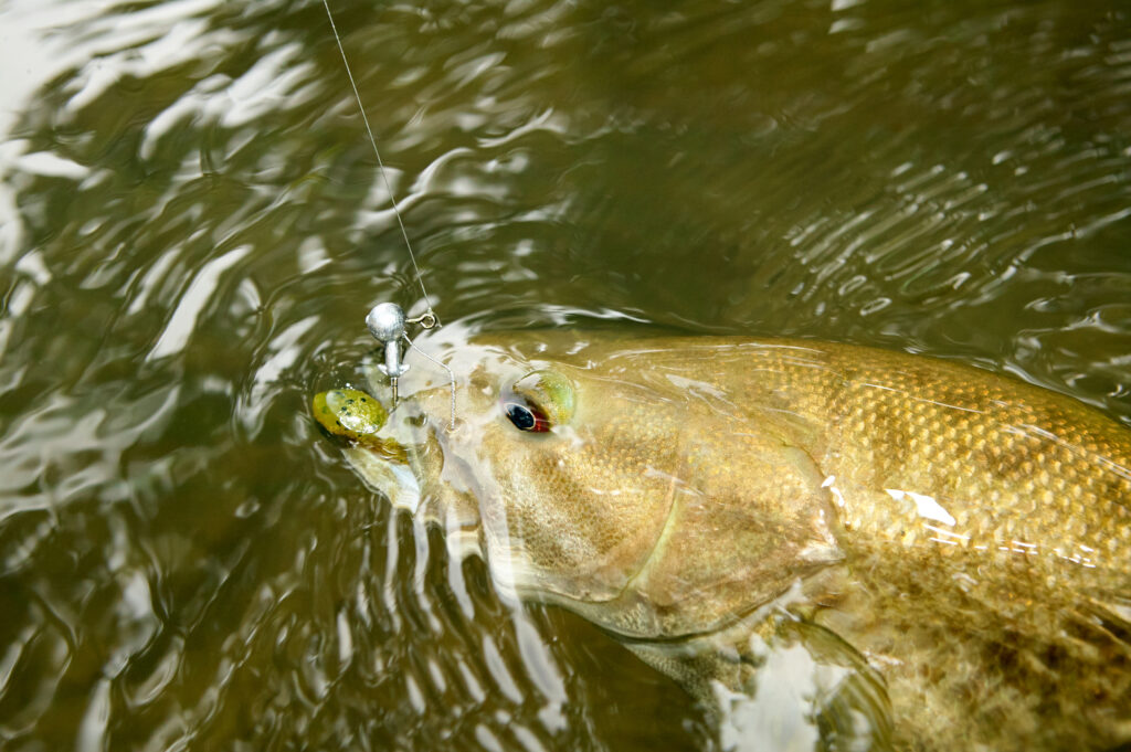 Smallmouth bass. Smallmouth bass is one of the animals atop Minnesota's tallest mountain.