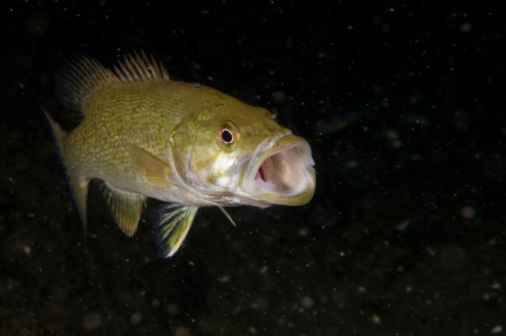 Smallmouth Bass, like the largest one ever caught in South Carolina, are opportunistic hunters and eat a wide variety of creatures.