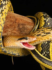 Snakes With Hats: The 10 Most Creative Snake Hats We’ve Found Picture