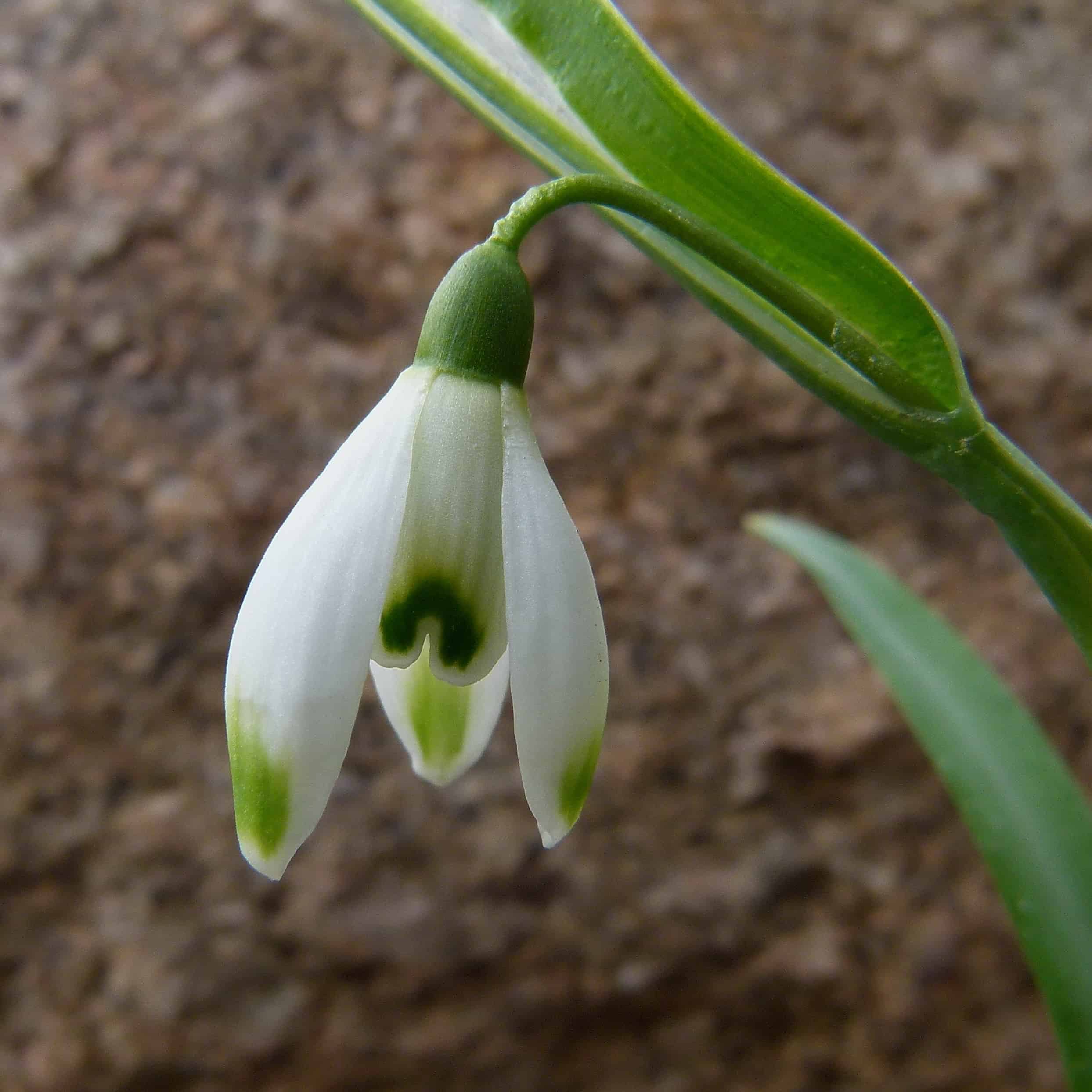 Close up of snowdrop flower