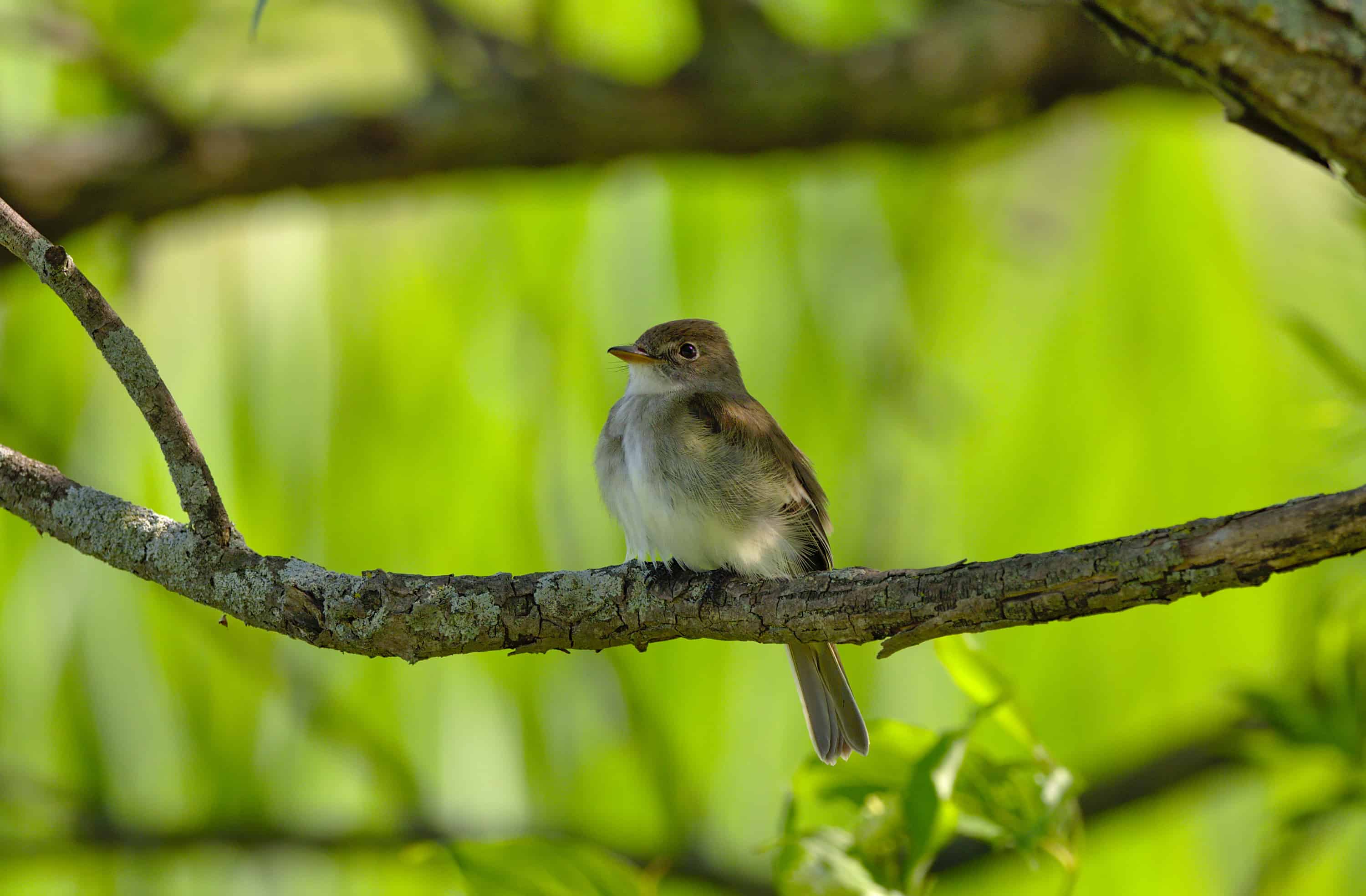 Endangered Bird Population by State - A-Z Animals