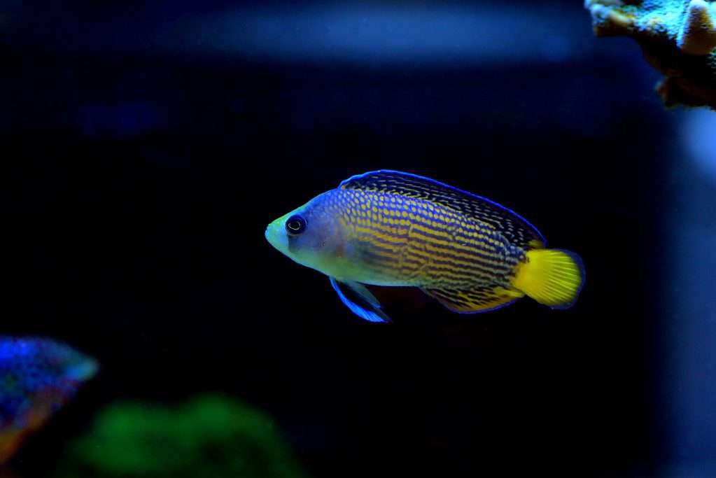 Splendid Dottyback