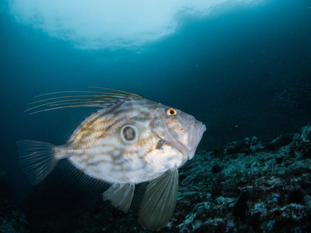 Uncover 8 Spectacular Fish Present in Israel