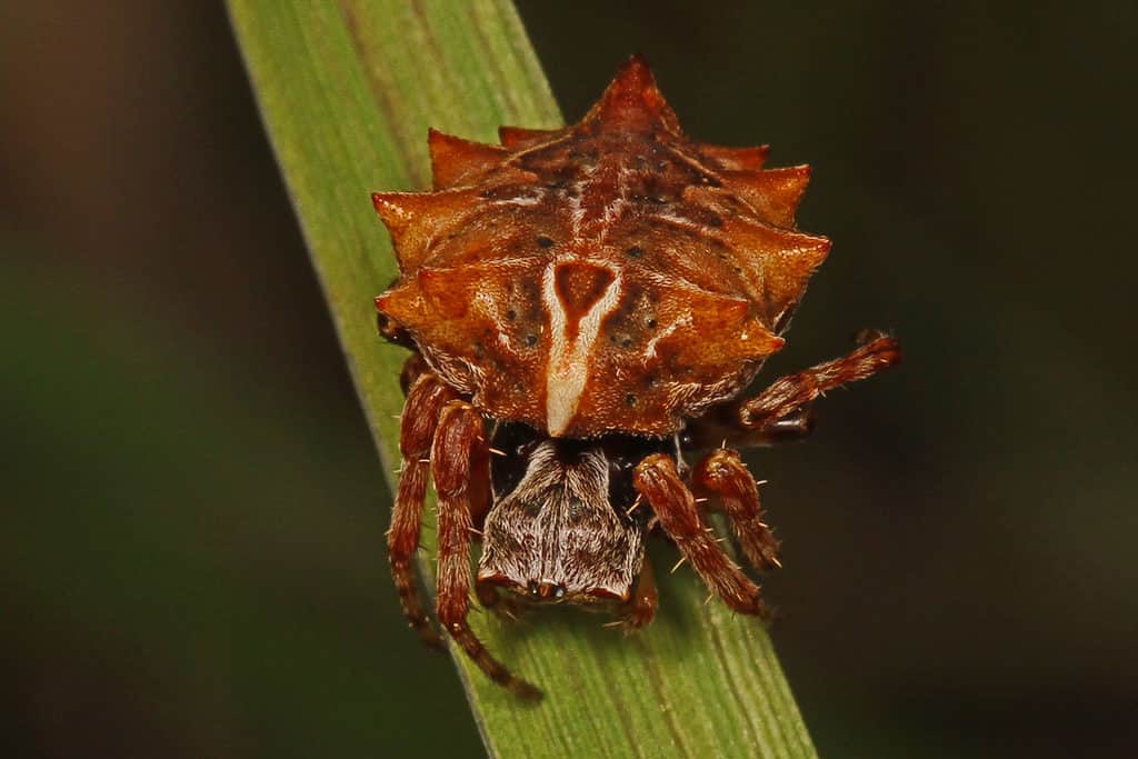 Starbellied orbweaver - Acanthepeira stellata