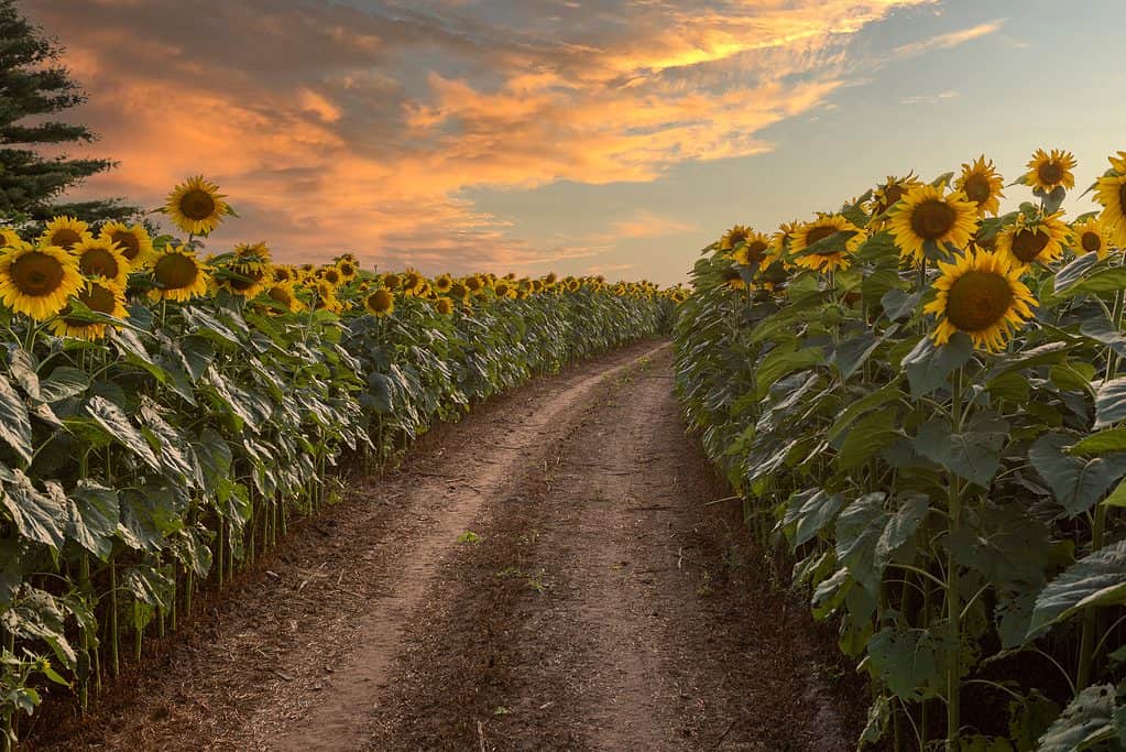 Sunflower Field