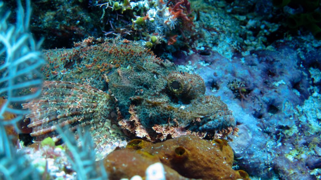 tasseled scorpionfish