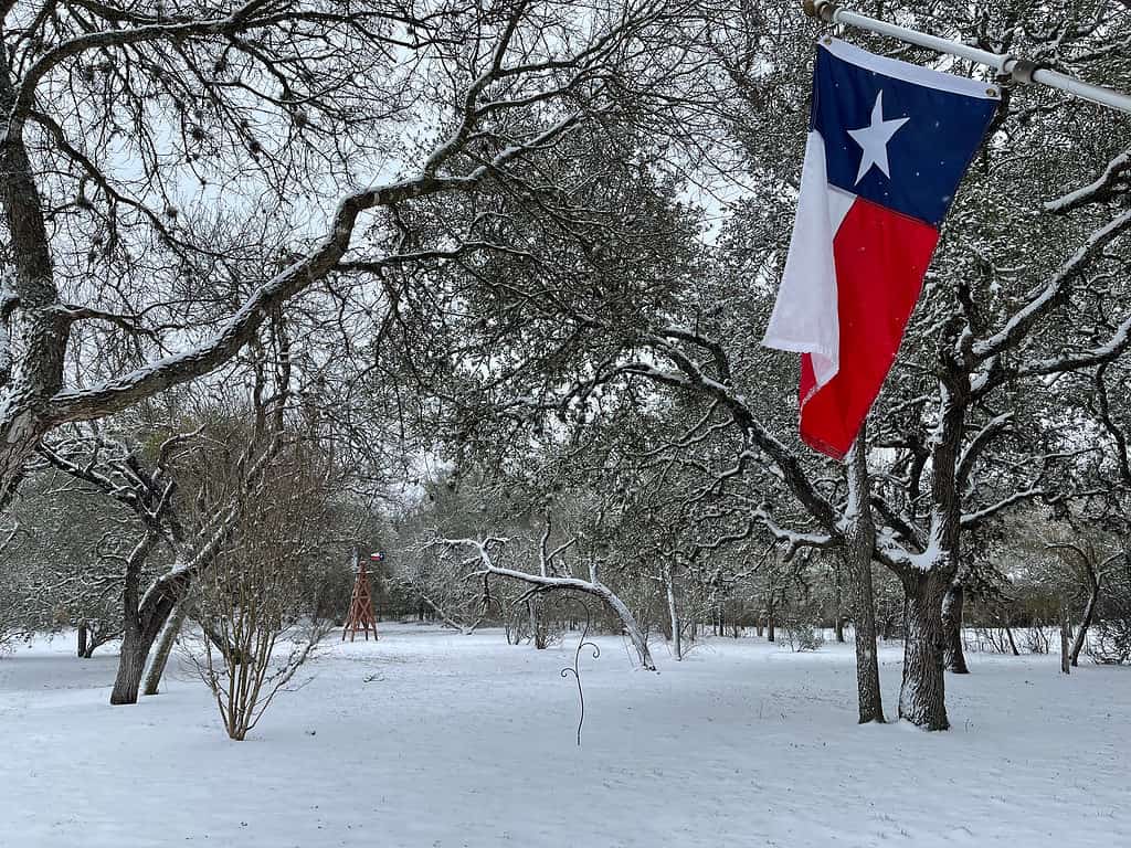 Texas Winter