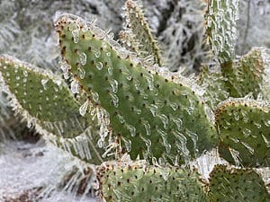 Can Cactus Survive Winter? 10 Tips for Making It Through Winter photo
