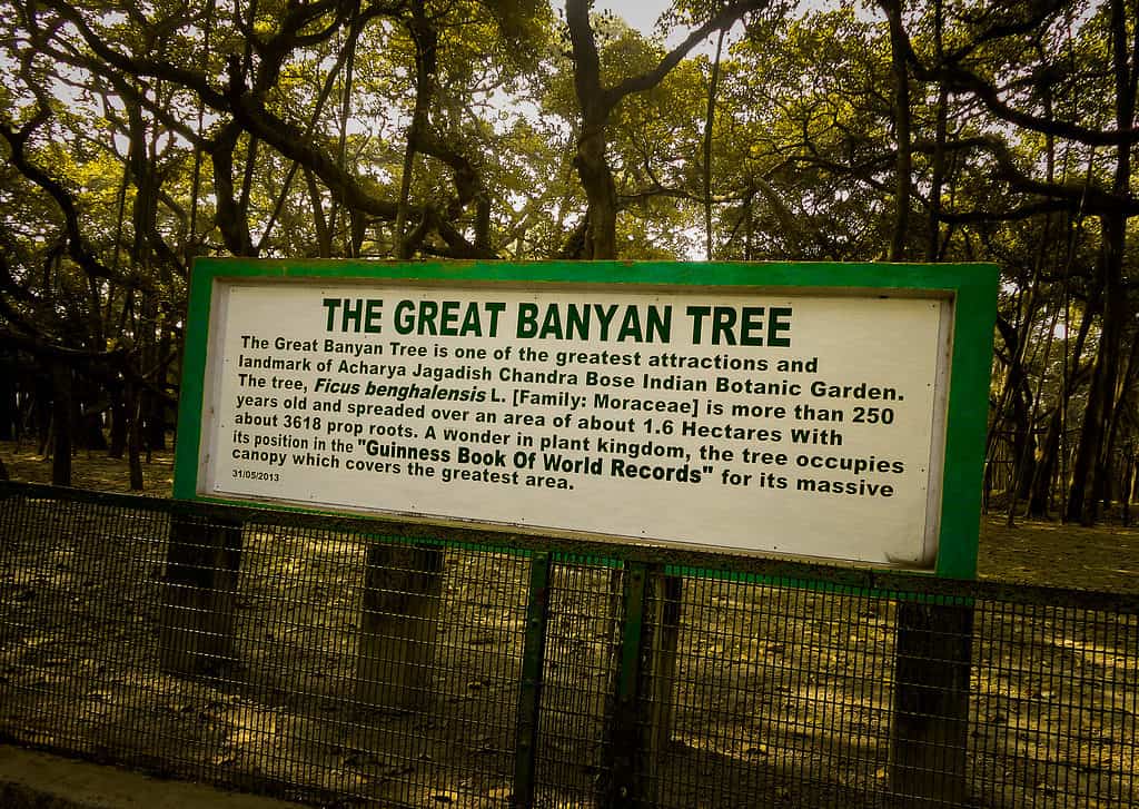 sign board of The Great BANYAN TREE in Kolkata, West Bengal