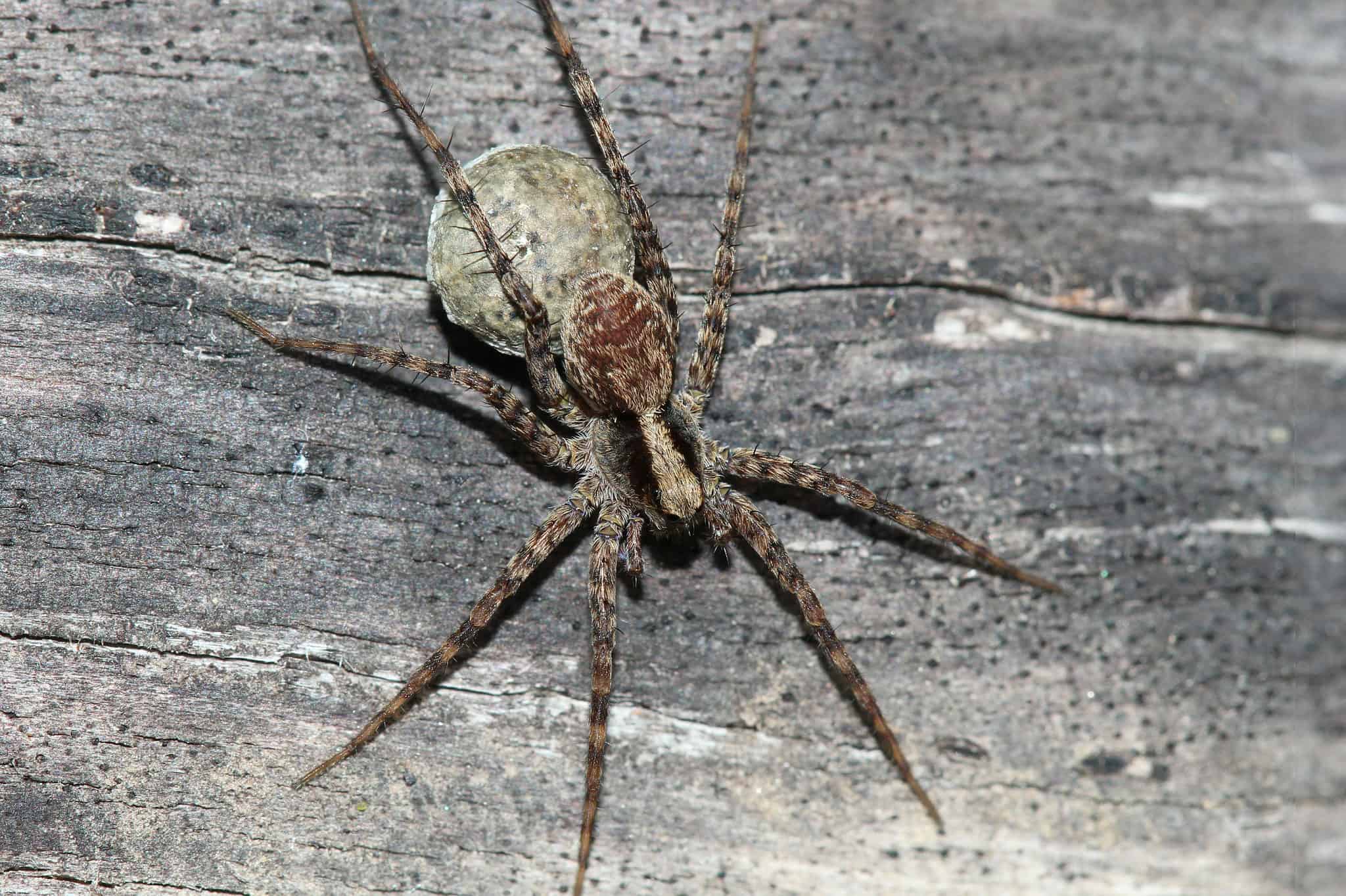 Wolf Spider Size Comparison: Just How Big Do They Get?