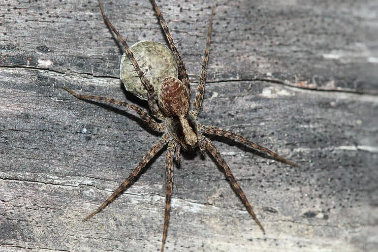 Wolf Spider Size Comparison: Just How Big Do They Get?