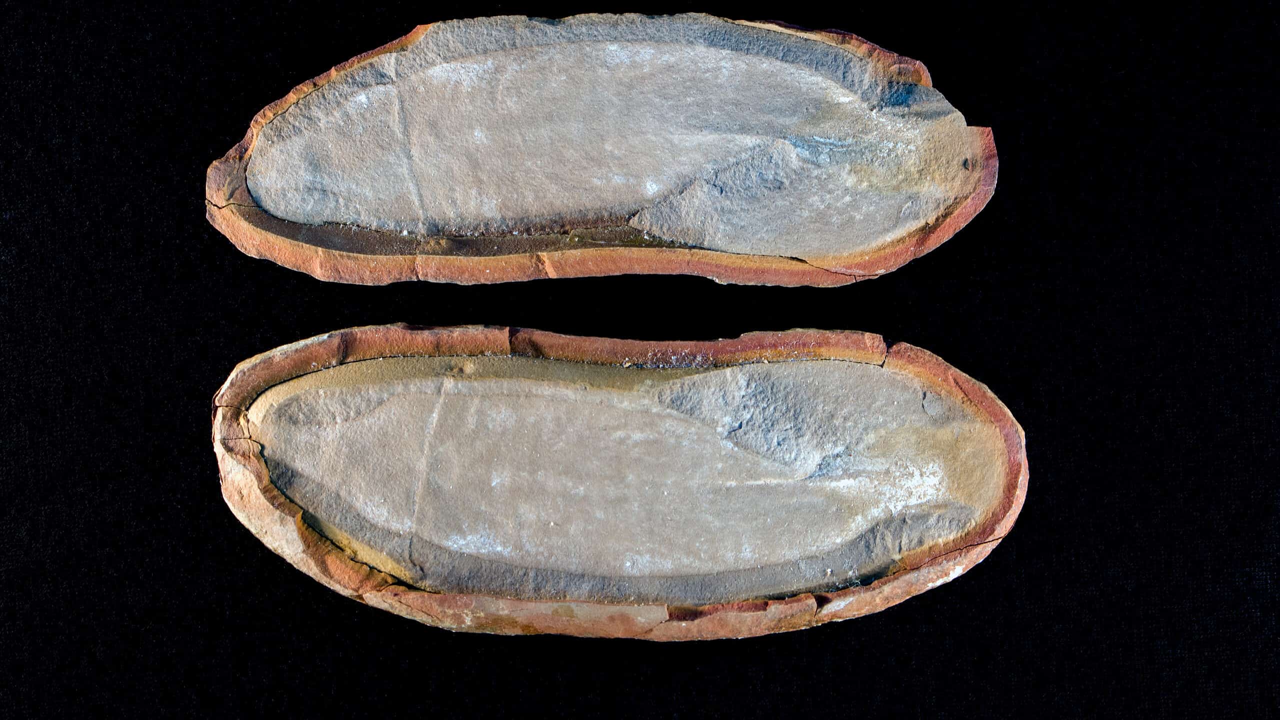A Tully Monster fossil