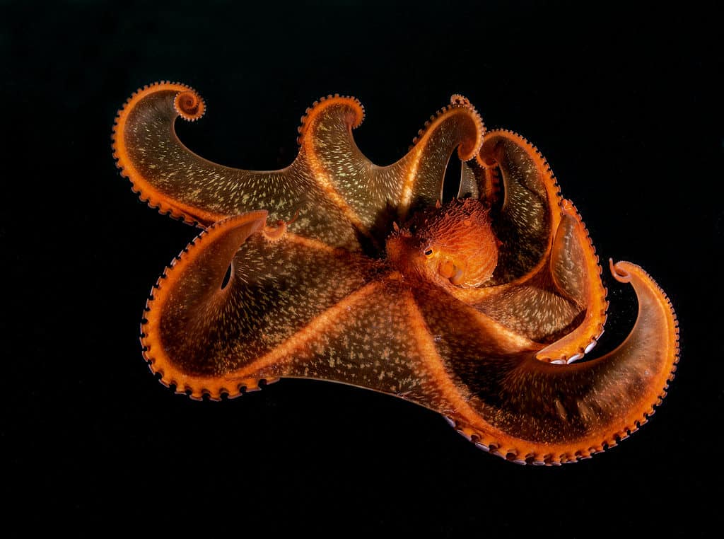 Umbrella Octopus