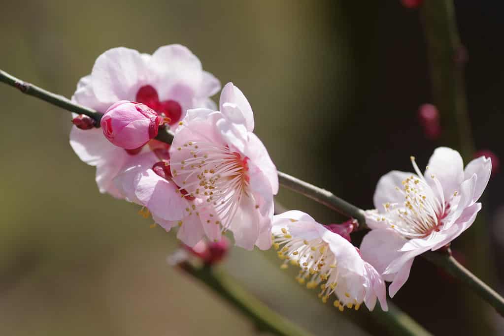 Prunus mume, plum blossom