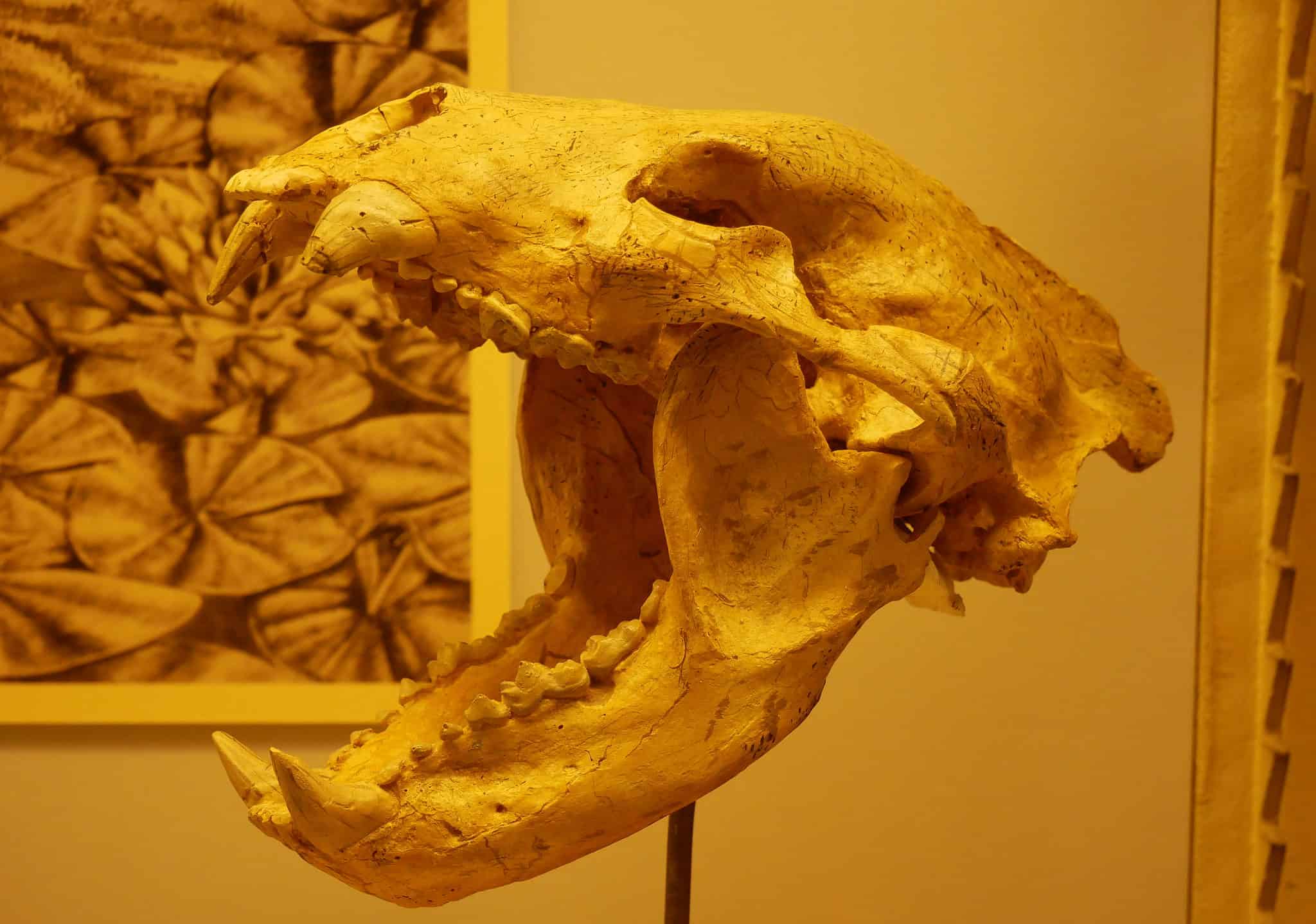 What's the Oldest Bear Fossil Ever Found? - A-Z Animals