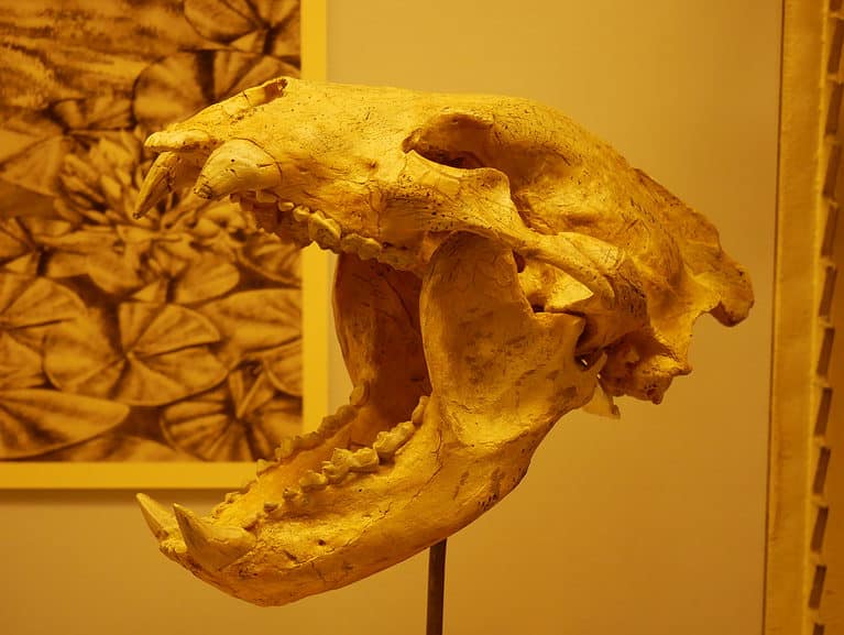 What's the Oldest Bear Fossil Ever Found? - A-Z Animals