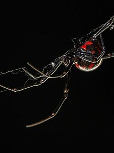 Venomous (Poisonous) Spiders In Ohio Picture